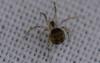 Platnickina tincta